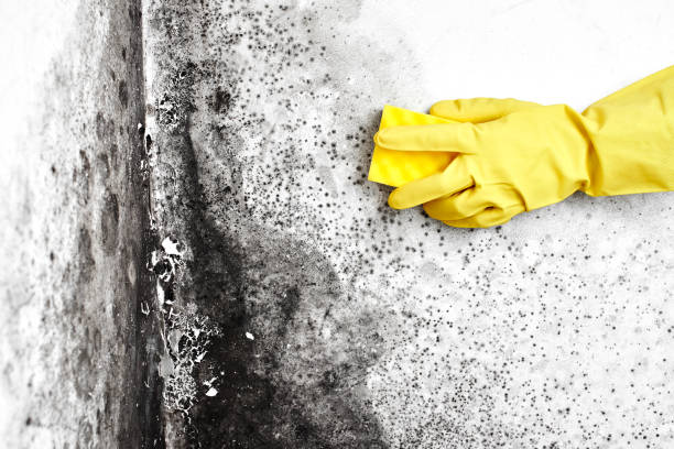 Best Black Mold Removal  in Reading, PA