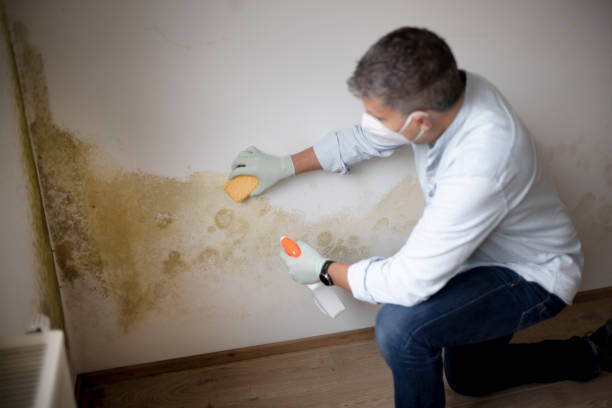 Best Mold Documentation for Insurance Claims  in Reading, PA